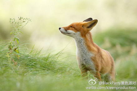 荷兰摄影师Roeselien Raimond 镜头下的野狐狸，要不要这么萌啊！