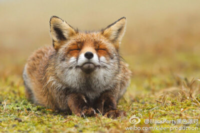 荷兰摄影师Roeselien Raimond 镜头下的野狐狸，要不要这么萌啊！