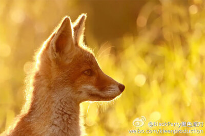 荷兰摄影师Roeselien Raimond 镜头下的野狐狸，要不要这么萌啊！