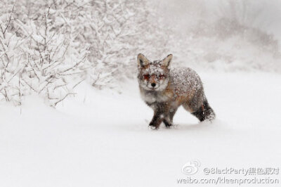 荷兰摄影师Roeselien Raimond 镜头下的野狐狸，要不要这么萌啊！