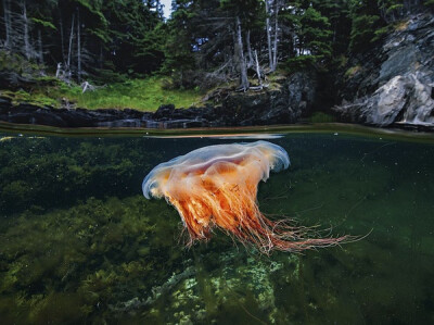 Bonne Bay Drift Photograph by David Doubilet, National Geographic