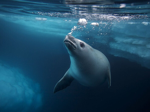 Seal of Disapproval Photograph by Mariusz Potocki, National Geographic Your Shot