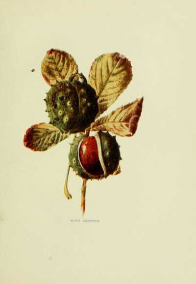 欧洲七叶树 aesculus hippocastanum