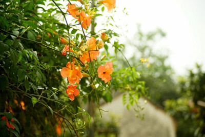 【美丽的中国】槎湾，凌霄花。