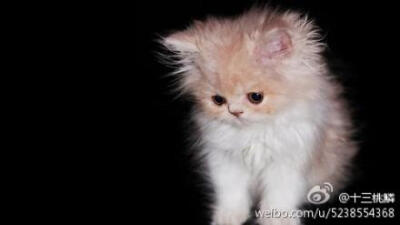 soft kitty warm kitty little ball of fur ~~