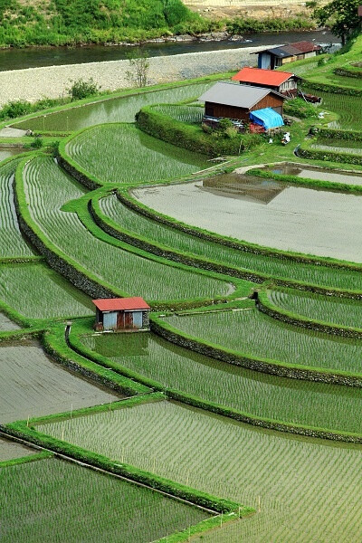 あらぎ島