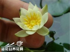 微型睡莲海尔芙拉图片