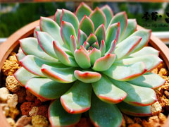 雨燕座Echeveria Apus