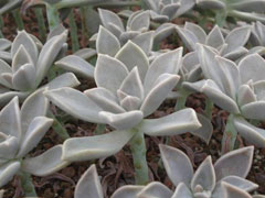 胧月Graptopetalum paraguay