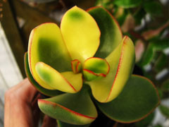 三色花月锦Crassula argente