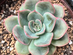 猎户座Echeveria Orion