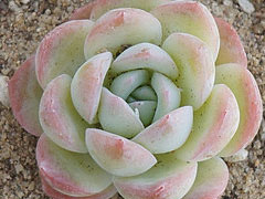 莎莎女王Echeveria Sasa