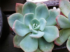 七福美尼Echeveria sitifuku