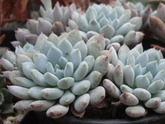 姬小光Echeveria setosa ron