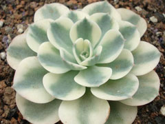 玉蝶锦Echeveria Lenore Dea