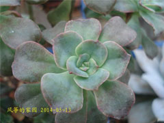 双色莲Echeveria bicolor