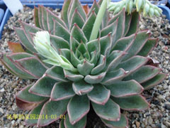 天剑座Echeveria Sagita