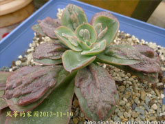 狂野男爵(Echeveria Baron B