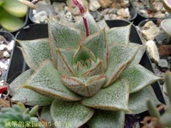 大和锦(Echeveria purpusoru