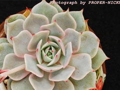 露娜莲（Echeveria lola）图