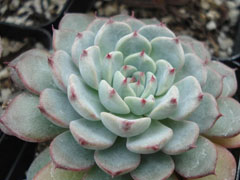 若桃Echeveria‘Blue Minima