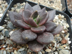 黑助Echeveria affinis