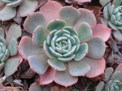 新花乙女Echeveria Dondo