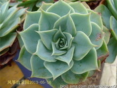 蓝石莲(Echeveria Glauca gi