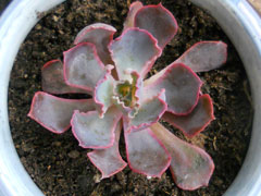 晚霞之舞Echeveria shaviana