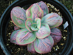 狂野男爵Echeveria Baron Bo