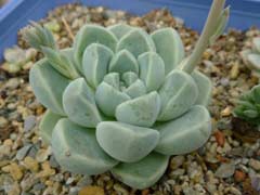 厚叶月影 Echeveria elegans