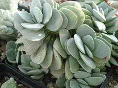 吕千惠Crassula Morgan Beau