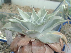 雪山(Dudleya pulverulenta)