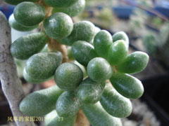 绿龟卵(Sedum hernandezii)