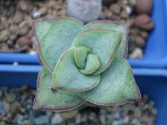 星王子Crassula conjuncta