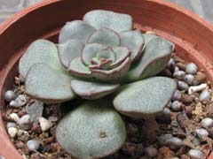 摩氏玉莲Echeveria moranii