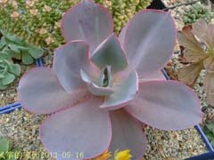 晚霞(Echeveria Afterglow)