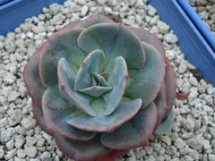 粉红台阁(Echeveria runyoni