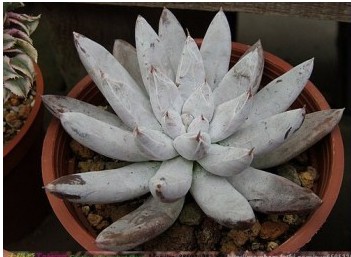 杜里万莲(Echeveria toliman