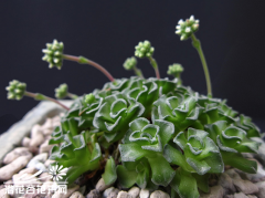 苏珊乃（Crassula suzannae