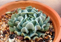 特玉莲（Echeveria runyonii