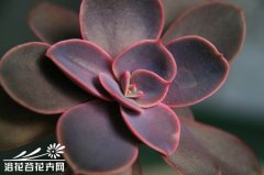 纽伦堡珍珠(Echeveria cv. P