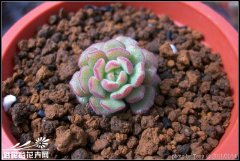 薄毛万年草Sedum chontalens