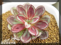 红司Echeveria nodulosa图片