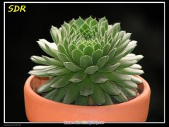 卷绢Sempervivum arachnoide