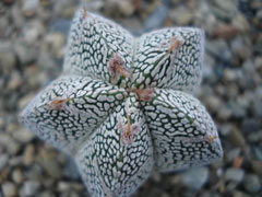 恩塚鸾凤玉Astrophytum myri