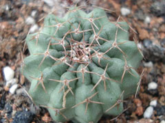 明石丸Echinocereus pulchel