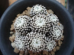 松针牡丹（mammillaria luet