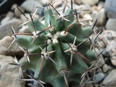 卫美玉Echinocereus fendler