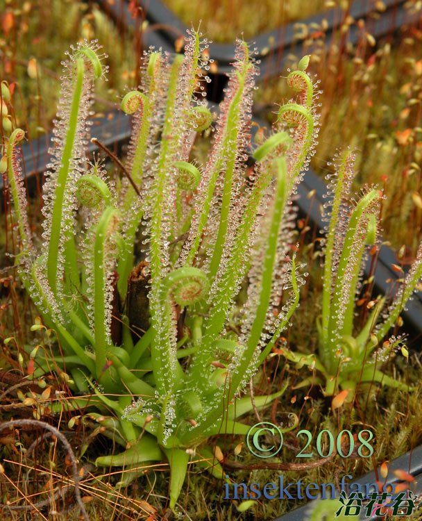 丝叶茅膏菜Drosera filiformis var.tracyi